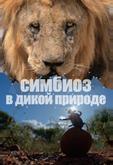 Симбиоз в дикой природе